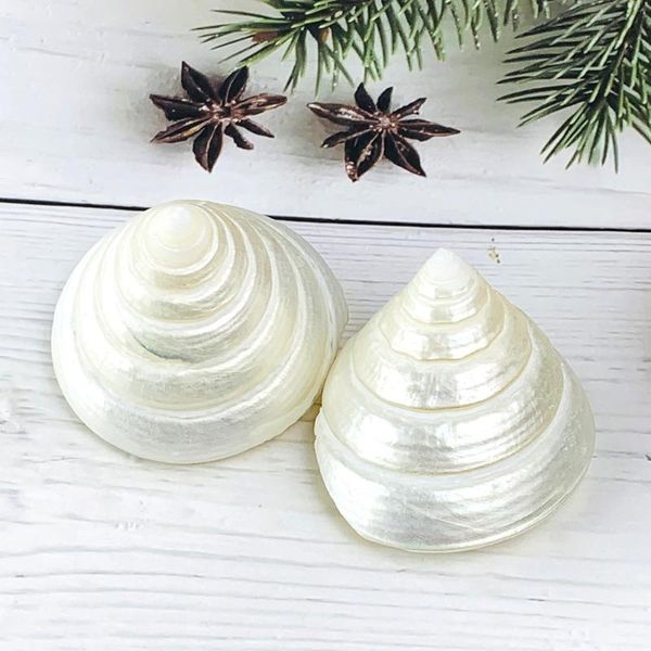 novelty items fashion white conch natural shell ice tower home wedding furnishing pieces fish tank decoration seascape crafts
novelty items fashion white conch natural shell ice tower home wedding furnishing pieces fish tank decoration seascape crafts