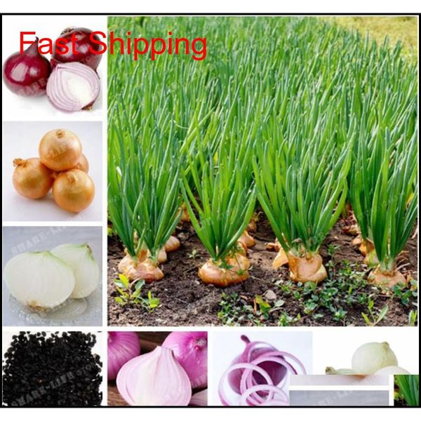 100 pcs onion seeds vegetable 95% high germination vegetable chinese allium cepa healthy vegetable jllcek sinabag
100 pcs onion seeds vegetable 95% high germination vegetable chinese allium cepa healthy vegetable jllcek sinabag