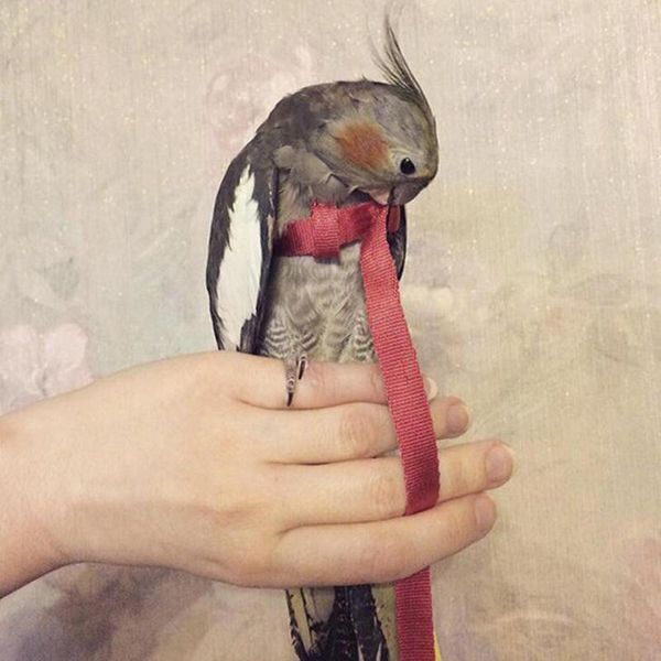 other bird supplies parrot harness soft portable pet playthings anti bite flying training rope kits ultralight belts
other bird supplies parrot harness soft portable pet playthings anti bite flying training rope kits ultralight belts