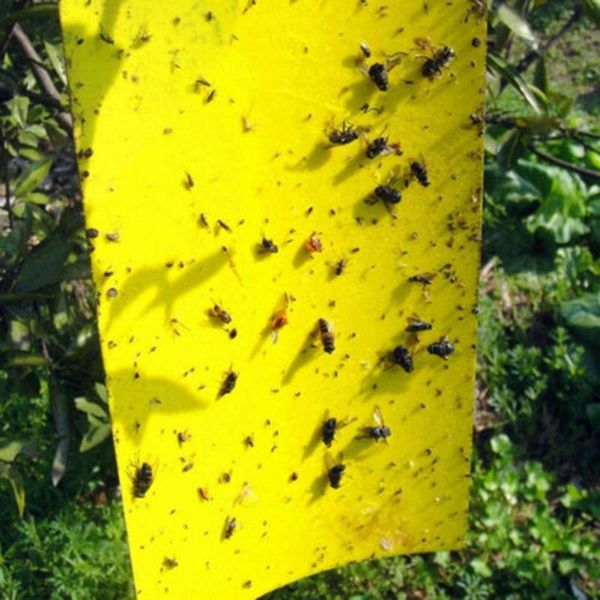 pest control monitoring sticky board prevention 20*12.5cm pvc hanging 10pcs trap paper
pest control monitoring sticky board prevention 20*12.5cm pvc hanging 10pcs trap paper
