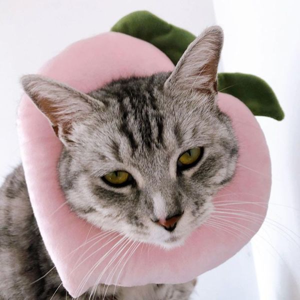 cat collars & leads cute pet adjustable bread shape collar dog neck cone recovery anti-bite wound healing
cat collars & leads cute pet adjustable bread shape collar dog neck cone recovery anti-bite wound healing