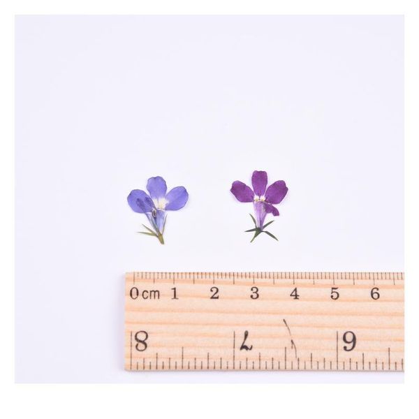 1.5cm/20pcs,nature real touch flower petals,pressed lobelia for diy candles craft bookmark gift card,flores secas faci jllyxn
1.5cm/20pcs,nature real touch flower petals,pressed lobelia for diy candles craft bookmark gift card,flores secas faci jllyxn
