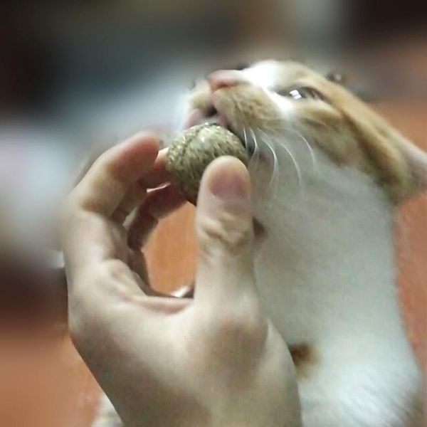 cat toys toy natural catnip ball flavor treats 100% edible cats-go-crazy diameter 3.5cm
cat toys toy natural catnip ball flavor treats 100% edible cats-go-crazy diameter 3.5cm