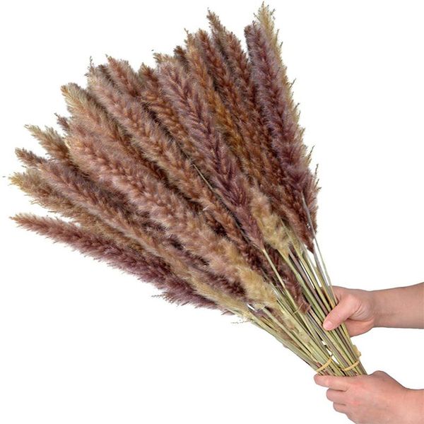 decorative flowers & wreaths 60pcs pantas sechees naturelles dekoration pampas grass flower reeds dry bulrush bouquet phragmites home decor
decorative flowers & wreaths 60pcs pantas sechees naturelles dekoration pampas grass flower reeds dry bulrush bouquet phragmites home decor