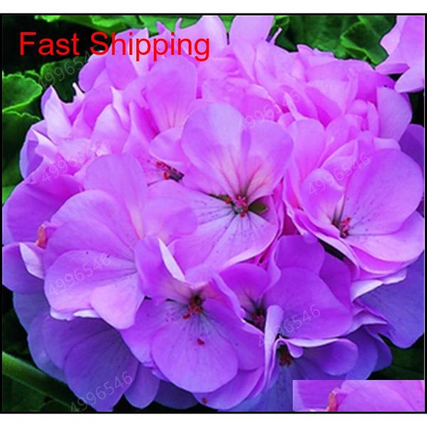 100 pcs colorful bonsai geranium flower rare variegated geranium bonsai potted indoor rooms home garden flow qyluah sports2010
100 pcs colorful bonsai geranium flower rare variegated geranium bonsai potted indoor rooms home garden flow qyluah sports2010