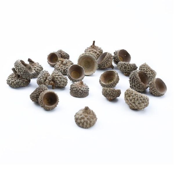 20pcs natural dried flowers pine cone acorn wholesale artificial flower for home christmas diy garland wreath wedding de qylzem
20pcs natural dried flowers pine cone acorn wholesale artificial flower for home christmas diy garland wreath wedding de qylzem