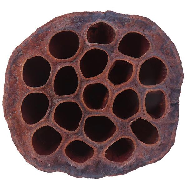 1pcs natural dried flower lotus diy decoration for home party office decorative pressed flowers high quality
1pcs natural dried flower lotus diy decoration for home party office decorative pressed flowers high quality
