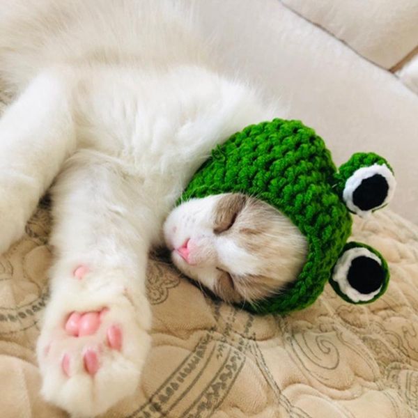 dog apparel cat hat animal shape cap pet accessories caps for dogs hats pets funny costume cosplay chihuahua 3
dog apparel cat hat animal shape cap pet accessories caps for dogs hats pets funny costume cosplay chihuahua 3