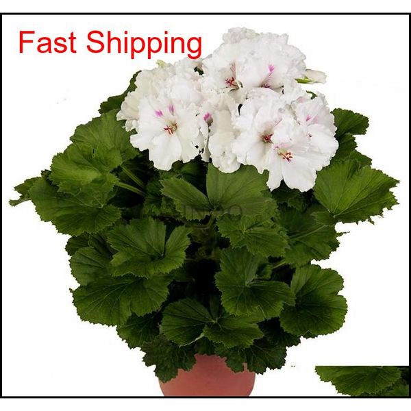 real import geranium seeds perennial bonsai flower pelargonium plants potted for garden decor jllnjx bdesybag
real import geranium seeds perennial bonsai flower pelargonium plants potted for garden decor jllnjx bdesybag