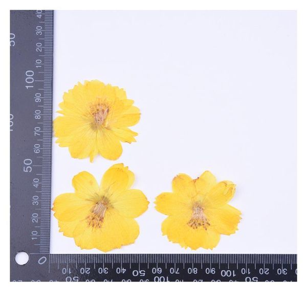 4-6cm/12pcs,natural preserved real flower,cosmos sulphureus for diy wedding invitation bookmark gift card,scented candle de qylxlv
4-6cm/12pcs,natural preserved real flower,cosmos sulphureus for diy wedding invitation bookmark gift card,scented candle de qylxlv
