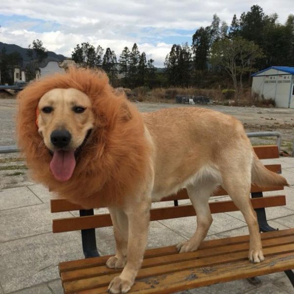dog apparel cute pet cat cosplay clothes transfiguration costume lion mane warm wig large party decoration with ear accessories
dog apparel cute pet cat cosplay clothes transfiguration costume lion mane warm wig large party decoration with ear accessories
