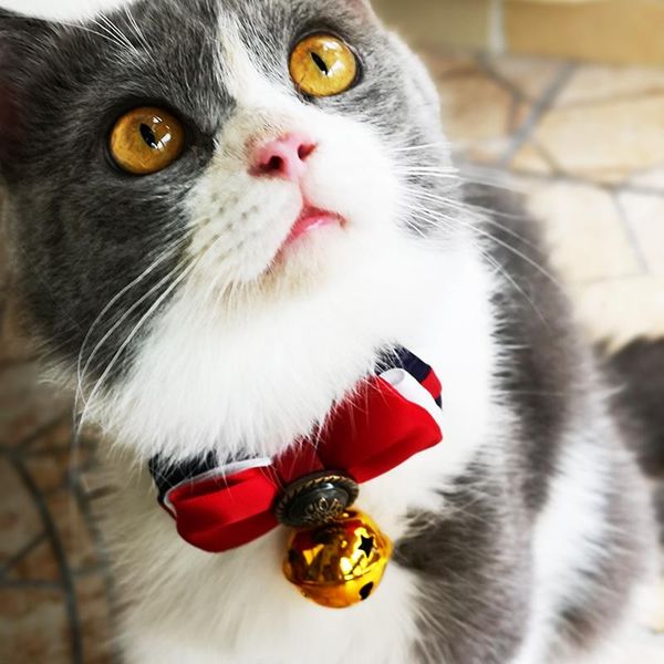 dog apparel pet accessories handmade bow ties lace necklace dogs festival tie cat bell small collar
dog apparel pet accessories handmade bow ties lace necklace dogs festival tie cat bell small collar