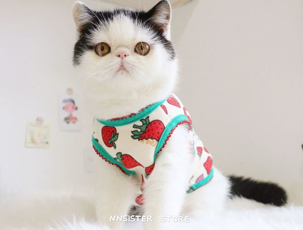 small strawberry thin veet vt cute baby kitty cloth autumn winter ins psh warm dog sweater
small strawberry thin veet vt cute baby kitty cloth autumn winter ins psh warm dog sweater