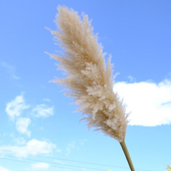 natural big reed pampas grass dried flowers wedding valentines day gift decorations for home deskmodern simplicity
natural big reed pampas grass dried flowers wedding valentines day gift decorations for home deskmodern simplicity