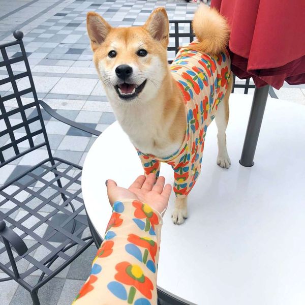 dog's clothes in summer light style elegant flower sunscreen chai dog fadou cat teddy jinchao brand pet
dog's clothes in summer light style elegant flower sunscreen chai dog fadou cat teddy jinchao brand pet