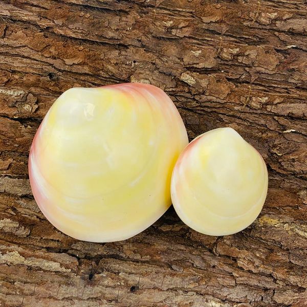 novelty items 1pc natural pink clam seashell double sided conch shell collectibles specimen pography props craft home wedding decoration
novelty items 1pc natural pink clam seashell double sided conch shell collectibles specimen pography props craft home wedding decoration