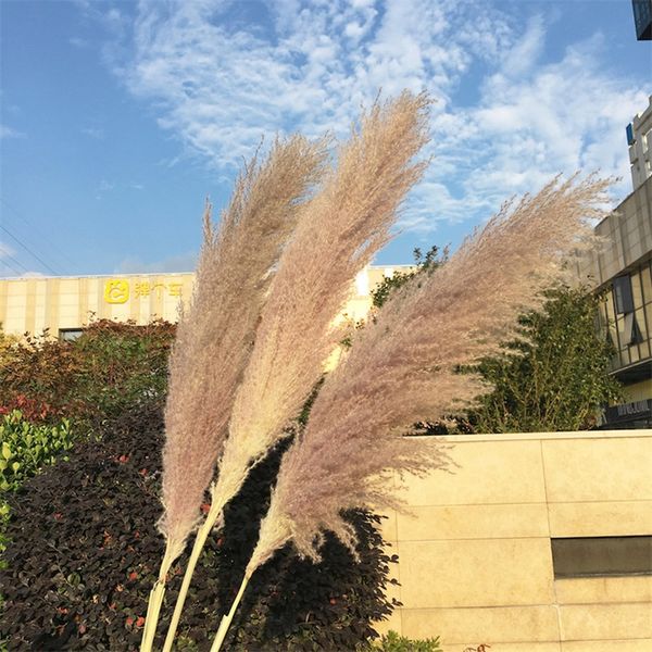 fluffy reed dried plants display window natural woman man bouquet diy fashion immortal primary color gift halloween 1xl k2
fluffy reed dried plants display window natural woman man bouquet diy fashion immortal primary color gift halloween 1xl k2