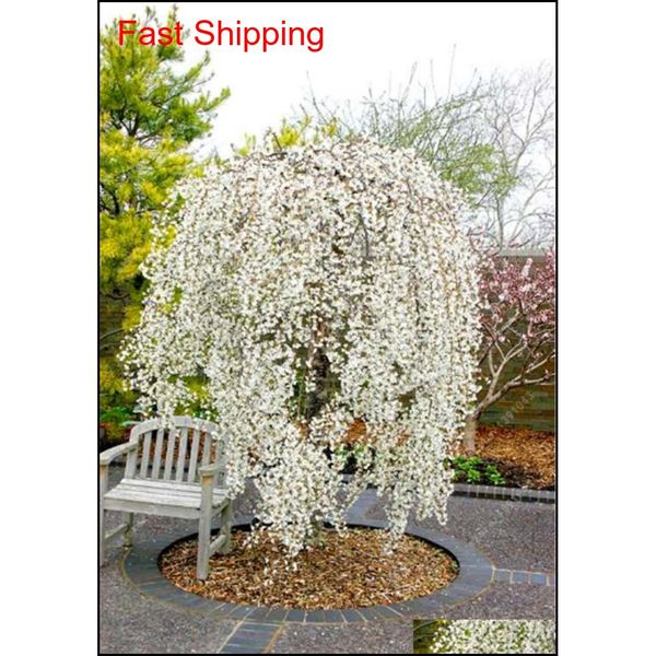 10 pcs mixed japanese bonsai sakura tree seeds weeping cherry tree diy home garden dwarf sakura jllmhw mywjqq
10 pcs mixed japanese bonsai sakura tree seeds weeping cherry tree diy home garden dwarf sakura jllmhw mywjqq