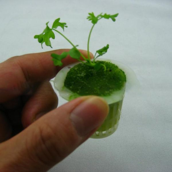 leeks mesh pot leafy cucumbers vegetables 20pcs/set net cup hydroponic 
leeks mesh pot leafy cucumbers vegetables 20pcs/set net cup hydroponic