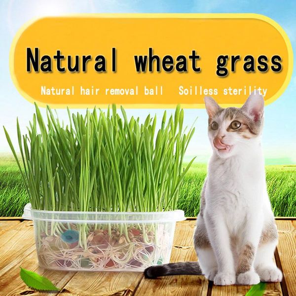 cat toys coolfield grass home garden lovely foliage plant flower indoor bonsai pot potted
cat toys coolfield grass home garden lovely foliage plant flower indoor bonsai pot potted