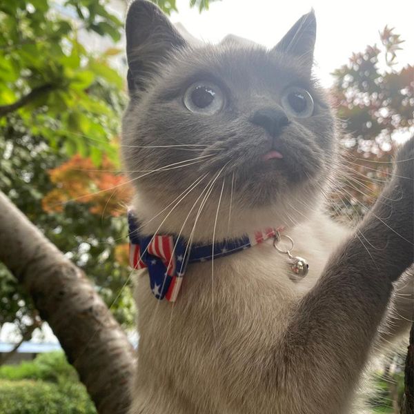 cat collar breakaway with cute bow tie american flag and bell for kitty and other small dogs pets kitty kitten collars
cat collar breakaway with cute bow tie american flag and bell for kitty and other small dogs pets kitty kitten collars