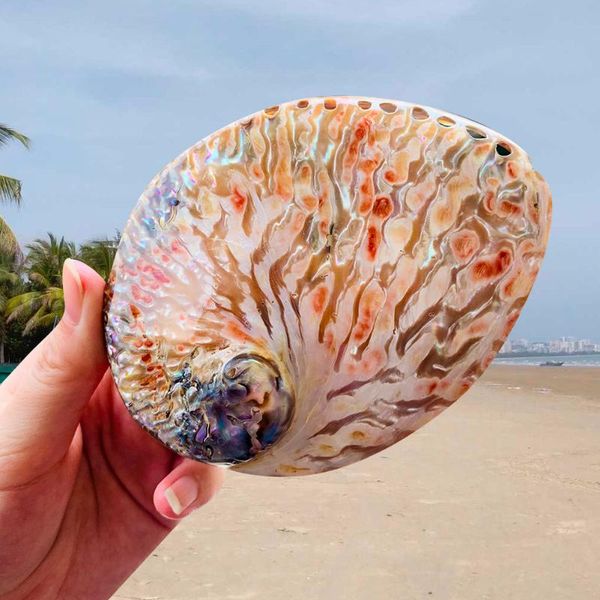 novelty items natural shell red pattern abalone fish tank landscaping aquarium decorations home accessories shooting props decoration
novelty items natural shell red pattern abalone fish tank landscaping aquarium decorations home accessories shooting props decoration