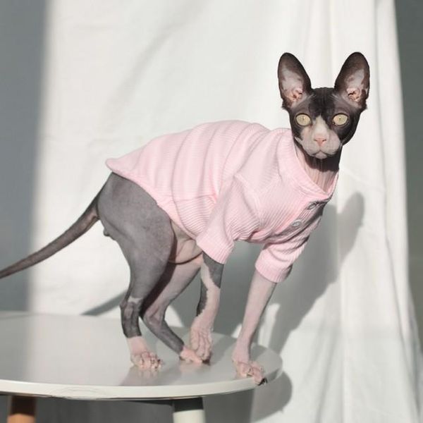 cat costumes pet clothes hairless pink elastic shirts for cats dog teddy small vip garfield kitten
cat costumes pet clothes hairless pink elastic shirts for cats dog teddy small vip garfield kitten