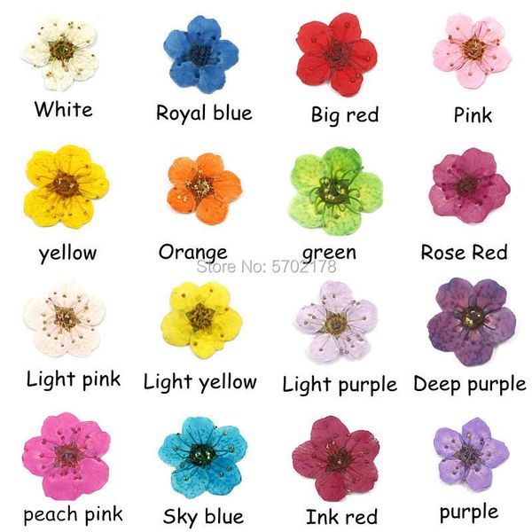 decorative flowers & wreaths plum blossom daffodil dried flower embossed epoxy mobile phone shell diy material nail jewelry handmade
decorative flowers & wreaths plum blossom daffodil dried flower embossed epoxy mobile phone shell diy material nail jewelry handmade