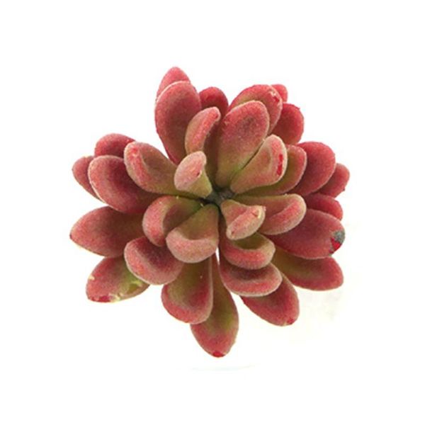 decorative flowers & wreaths garden fake mini home decoration gift faux succulents office artificial echeveria living room flocked simulatio
decorative flowers & wreaths garden fake mini home decoration gift faux succulents office artificial echeveria living room flocked simulatio