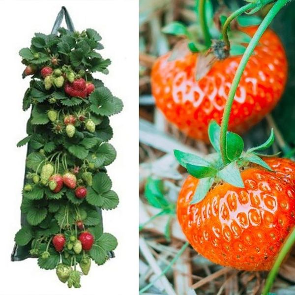 planters & pots plant pot garden strawberry tomato hanging grow planter bags container tools for plants
planters & pots plant pot garden strawberry tomato hanging grow planter bags container tools for plants