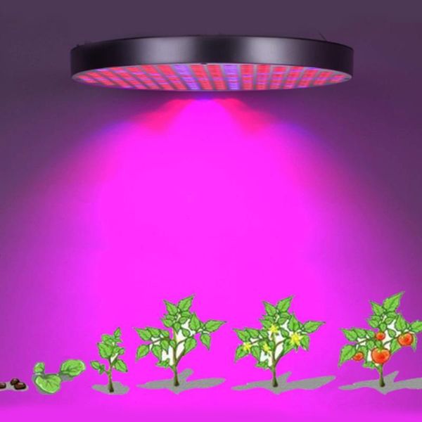 aquariums lighting 50w led plant grow lights 250 leds indoor plants growing lamp bulbs with red blue spectrum hydroponics kit
aquariums lighting 50w led plant grow lights 250 leds indoor plants growing lamp bulbs with red blue spectrum hydroponics kit