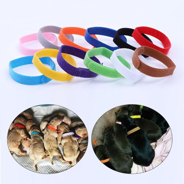 dog collars & leashes 15pcs pet collar birth recognition hook and loop color soft suitable for kittens, dogs, hamsters supplies
dog collars & leashes 15pcs pet collar birth recognition hook and loop color soft suitable for kittens, dogs, hamsters supplies