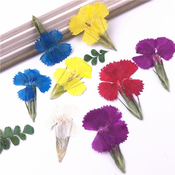decorative flowers & wreaths dianthus natural dried specimens for baby birthday party 60pcs ent
decorative flowers & wreaths dianthus natural dried specimens for baby birthday party 60pcs ent