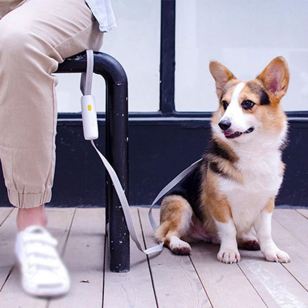 dog collars & leashes leash running walk train for large small cat pets elastic reflective safety rope tenacity traction pet supplies
dog collars & leashes leash running walk train for large small cat pets elastic reflective safety rope tenacity traction pet supplies