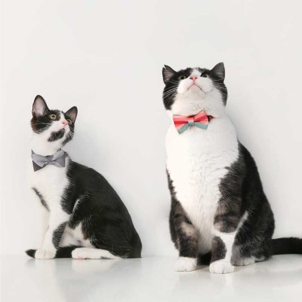 cat collars & leads collar bow personalized pet anti-lock security tie for small medium dog washable accessories
cat collars & leads collar bow personalized pet anti-lock security tie for small medium dog washable accessories