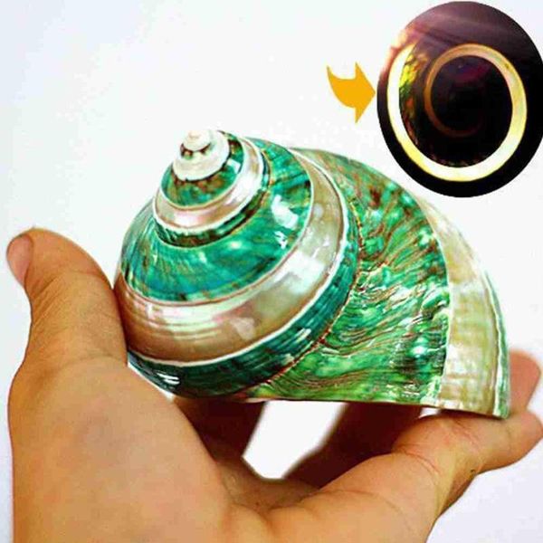 novelty items aqumotic sea green snail colorful fish aquarium decoration dry kid decor mediterranean organic material small shell
novelty items aqumotic sea green snail colorful fish aquarium decoration dry kid decor mediterranean organic material small shell