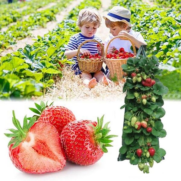 planters & pots garden supplies strawberry planting growing bag multi-mouth container bags grow planter root bonsai plant
planters & pots garden supplies strawberry planting growing bag multi-mouth container bags grow planter root bonsai plant