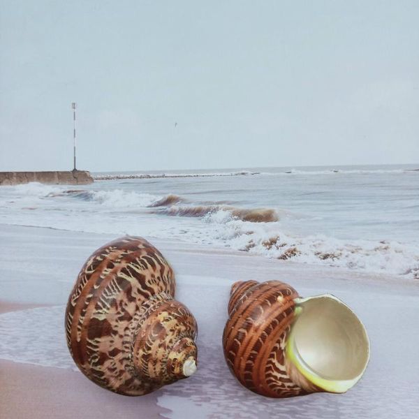 1pc cat eye snail shell natural seashell conch beach nautical home decor shells specimen collectibles fish tank landscape
1pc cat eye snail shell natural seashell conch beach nautical home decor shells specimen collectibles fish tank landscape