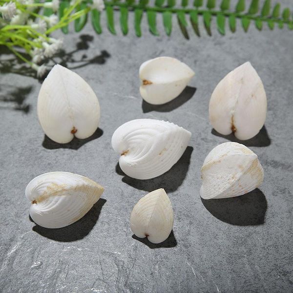 novelty items 1pcs natural shell flat heart-shaped conch beige chicken hearts clam love shellfish tank wedding landscaping home decoration
novelty items 1pcs natural shell flat heart-shaped conch beige chicken hearts clam love shellfish tank wedding landscaping home decoration