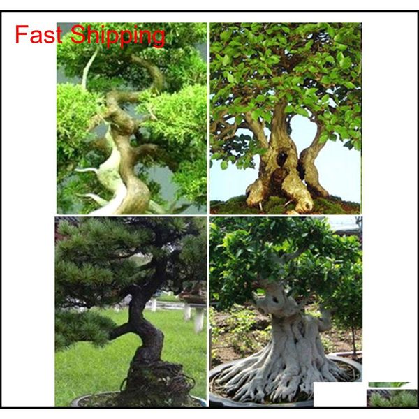 bonsai branch bender branch modulator exceptional wonderful gyrate installation brass materi qylwim bdenet
bonsai branch bender branch modulator exceptional wonderful gyrate installation brass materi qylwim bdenet