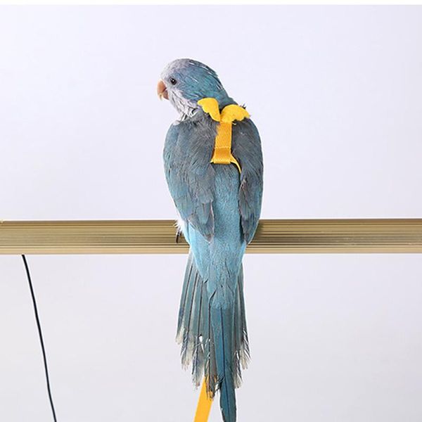 other bird supplies colorful parrot collar harness adjustable parrots training traction anti-bite outdoor flying leash
other bird supplies colorful parrot collar harness adjustable parrots training traction anti-bite outdoor flying leash