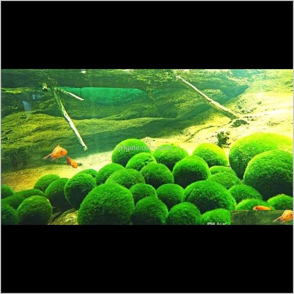 moss balls green algae balls beautiful and natural aquarium decorative plants algae fish s qylwtp fivegarden
moss balls green algae balls beautiful and natural aquarium decorative plants algae fish s qylwtp fivegarden