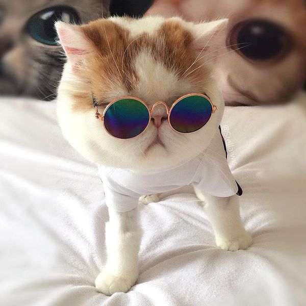 dog apparel hobbylane fashion cool cat glasses pet eye protection sunglasses puppy kitty po props toy
dog apparel hobbylane fashion cool cat glasses pet eye protection sunglasses puppy kitty po props toy