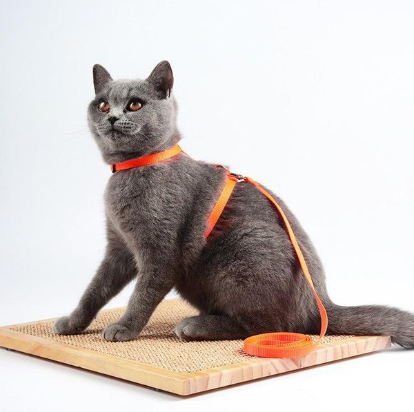 cat collars & leads pet supplies accessories t nylon leash special shaped harness walking the rope
cat collars & leads pet supplies accessories t nylon leash special shaped harness walking the rope