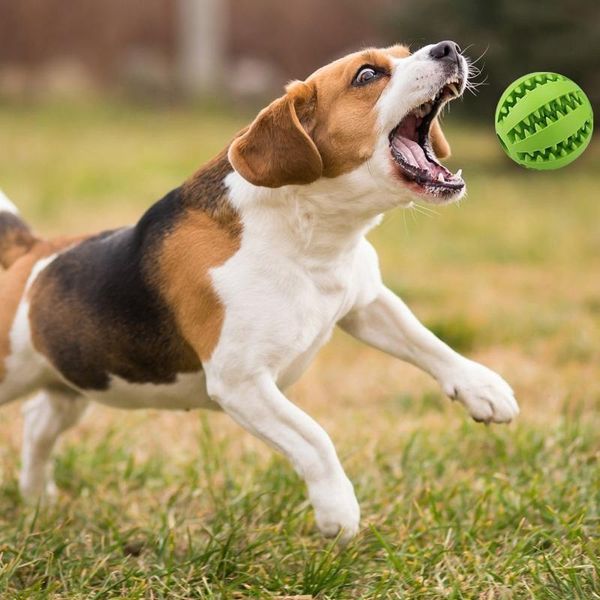 dog toys & chews toy funny elasticity rubber ball chew interactive for cat kitty kitten puppy chihuahua tooth clean pet
dog toys & chews toy funny elasticity rubber ball chew interactive for cat kitty kitten puppy chihuahua tooth clean pet