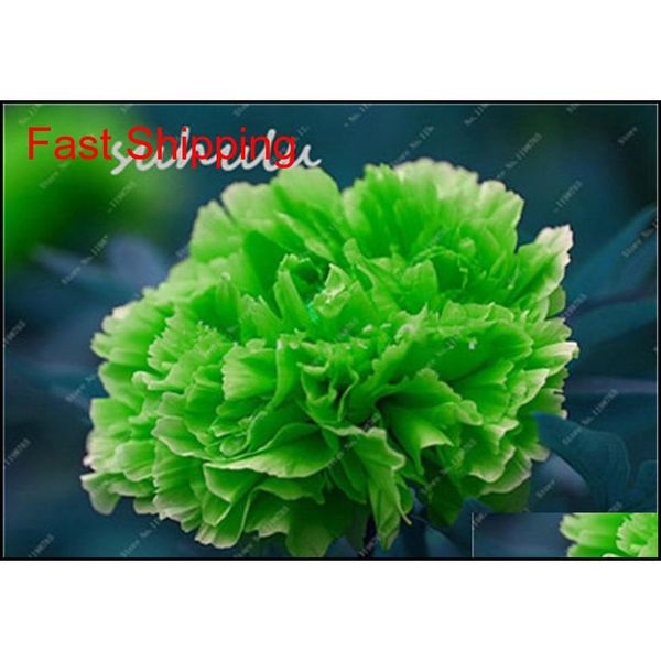 10 pcs/bag mixed color peony seeds chinese rose tree peony seeds beautiful decoration bonsai flower plan qylcfh toys2010
10 pcs/bag mixed color peony seeds chinese rose tree peony seeds beautiful decoration bonsai flower plan qylcfh toys2010