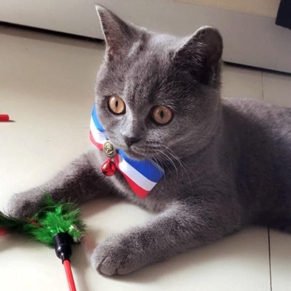 cat toys 2pcs/set pet feather funny rod wand plastic toy for cats teaser bells supplies
cat toys 2pcs/set pet feather funny rod wand plastic toy for cats teaser bells supplies