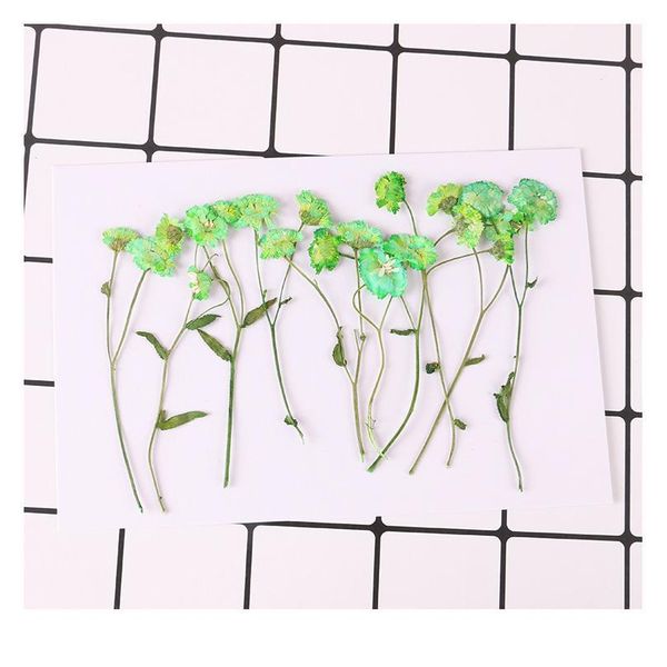 24pcs,nature pressed mini daisy with stem,eternal real flowers for diy wedding invitations bookmark gift card,scented qylnik
24pcs,nature pressed mini daisy with stem,eternal real flowers for diy wedding invitations bookmark gift card,scented qylnik
