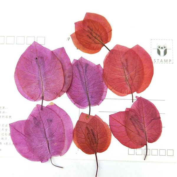 brazil bougainvillea petals dried flower 1 lot/80pcs for kids diy handmade class ent
brazil bougainvillea petals dried flower 1 lot/80pcs for kids diy handmade class ent