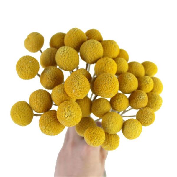 decorative flowers & wreaths 2021 arrival special offer 20pcs dried craspedia yellow billy balls for wedding wreath bouquet decor christmas
decorative flowers & wreaths 2021 arrival special offer 20pcs dried craspedia yellow billy balls for wedding wreath bouquet decor christmas